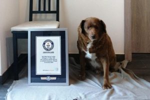 Guinness World Records Revokes Bobi's Oldest Dog Title-2